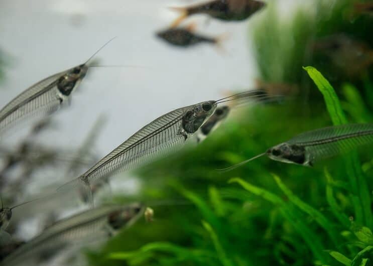 Glass Catfish in an Aquarium