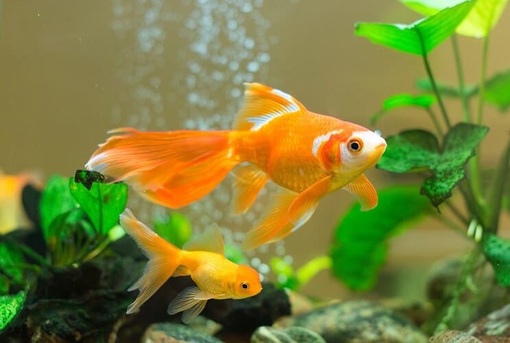 Goldfish in an Aquarium
