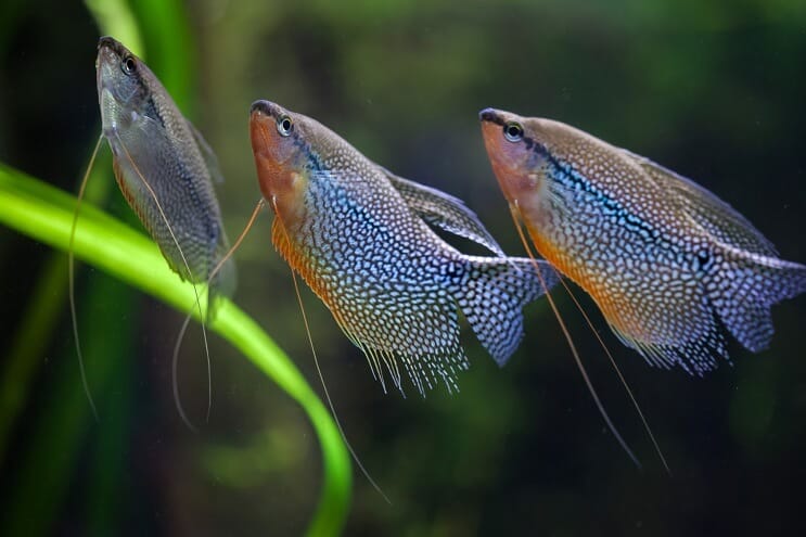 Groupe de Pearl Gourami