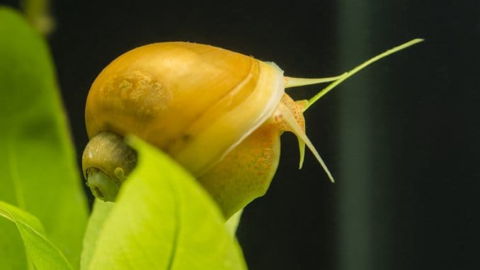 Mystery Snail Complete Care Guide (Blue, Black, Gold and More) Banner