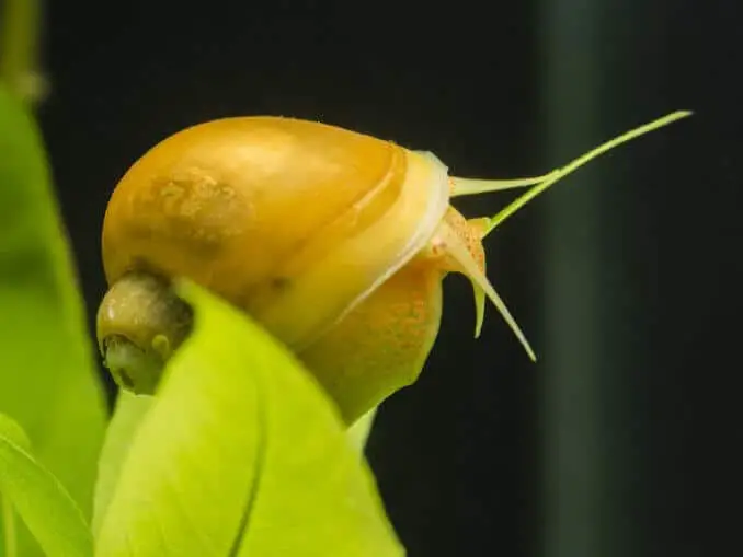 The Complete Guide to Rabbit Snail Care | Fishkeeping World