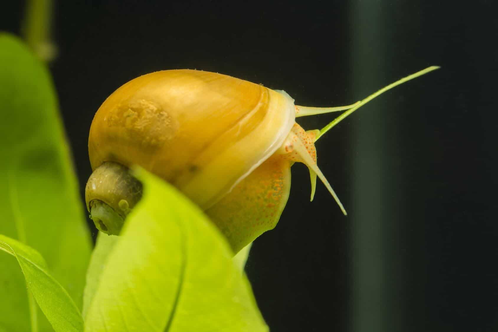 Mystery Snail Care Guide & Species Profile | Fishkeeping World