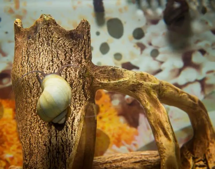 mystery snail climbing a log