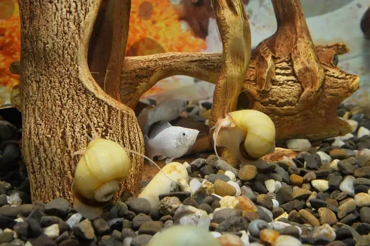 mystery snail with tank mates