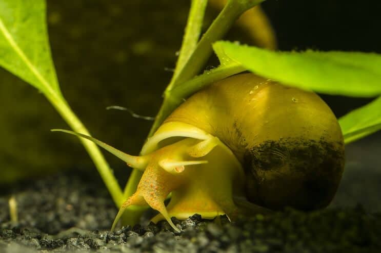mystery snail moving on substrate