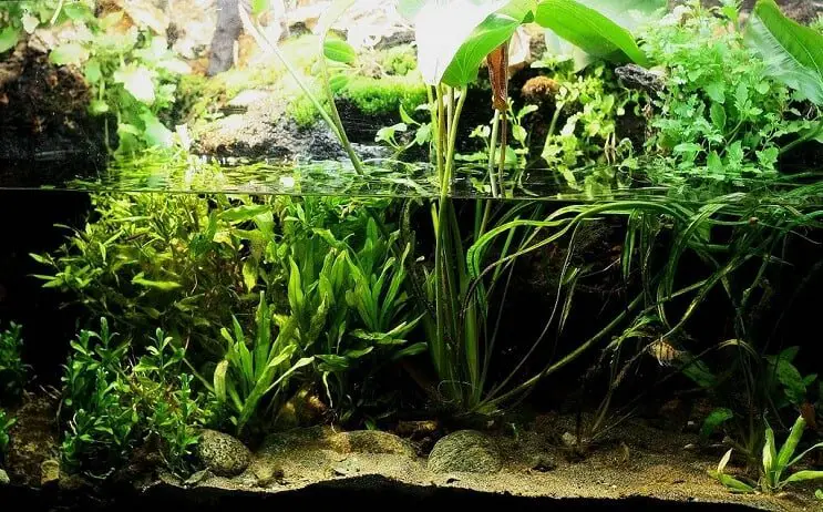 Paludarium Overview