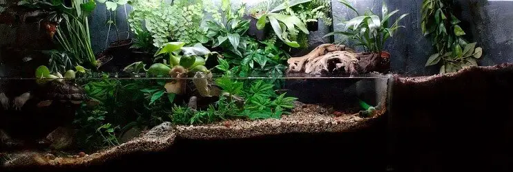 Paludarium Plants