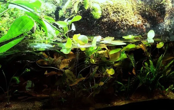 Paludarium Setup