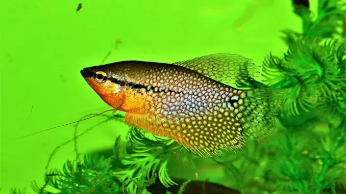 Pearl Gourami Complete Guide (Tank Mates, Size, Care and Diet) Banner