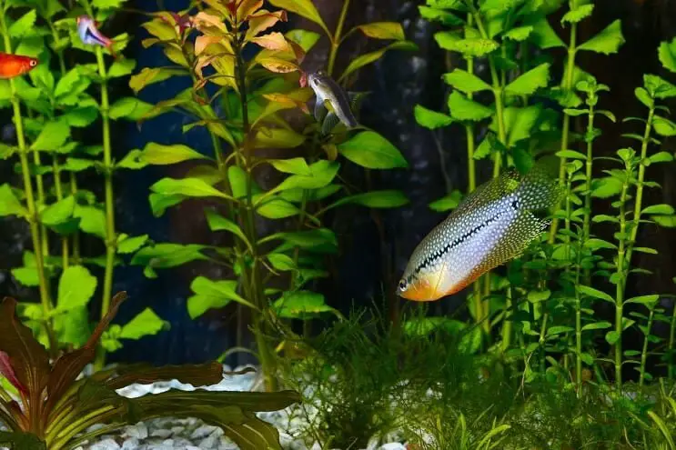 Pearl Gourami in an Aquarium