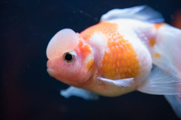 Pearlscale Goldfish