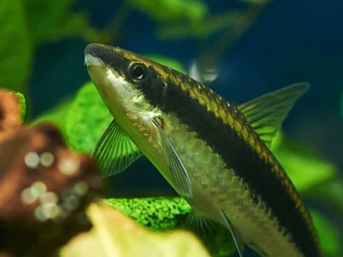 Chinese Algae Eater Care Guide & Species Profile Fishkeeping World