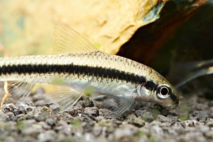 Siamese Algae Eater Feeding