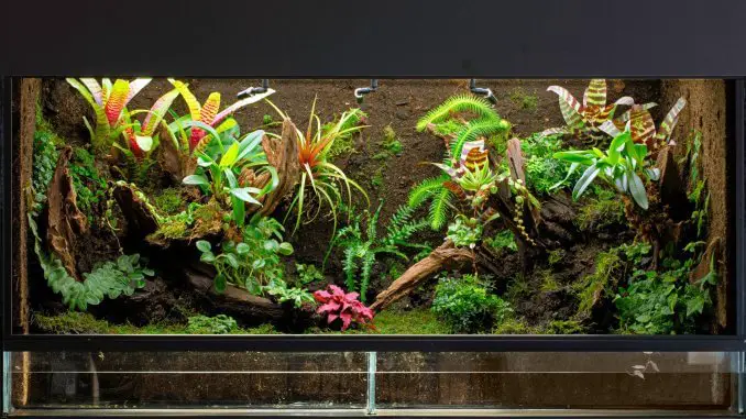 The Definitive Guide to Creating a Paludarium Banner