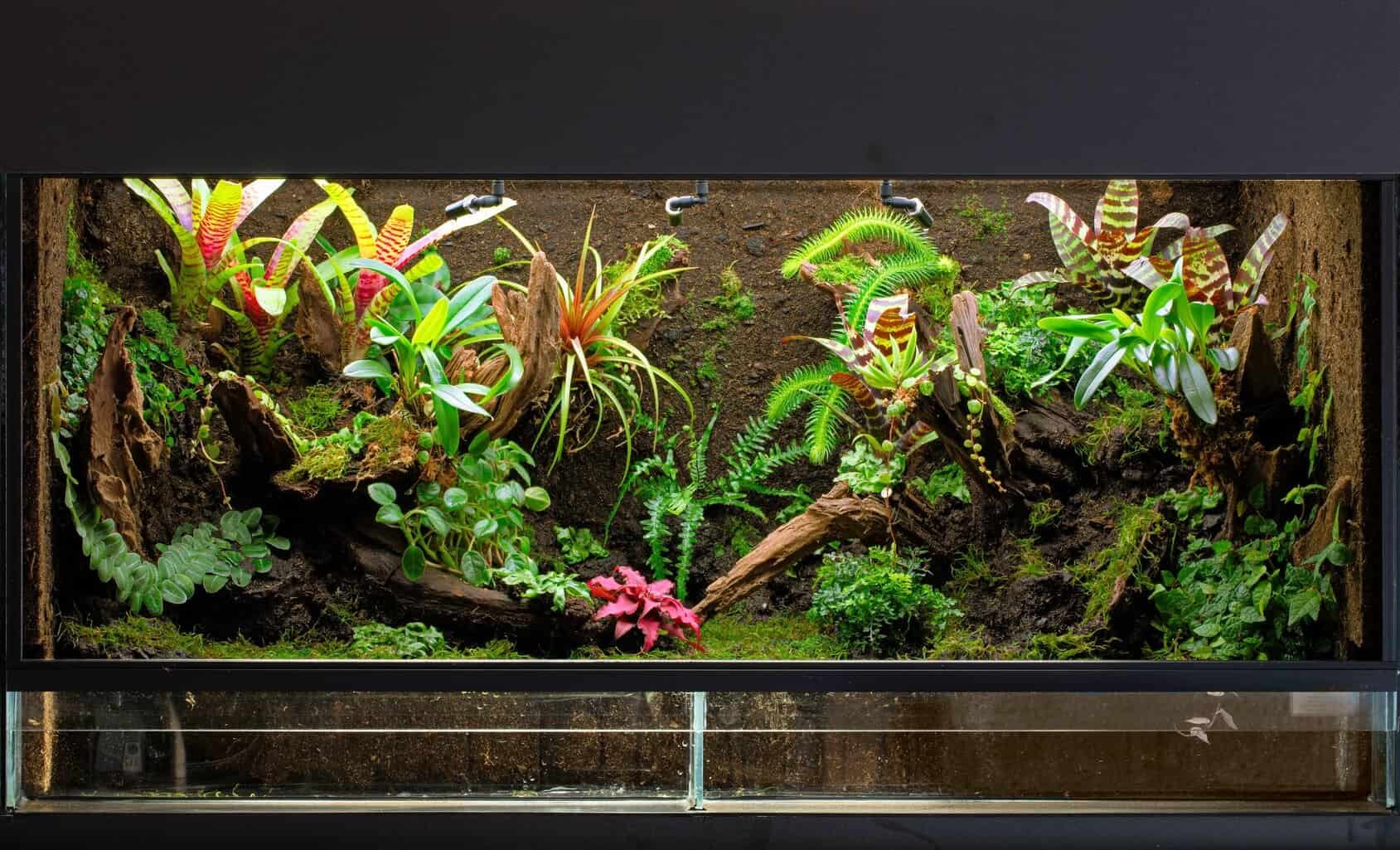 The Definitive Guide to Creating a Paludarium (Tank, Plants and Building  Suggestions) | Fishkeeping World