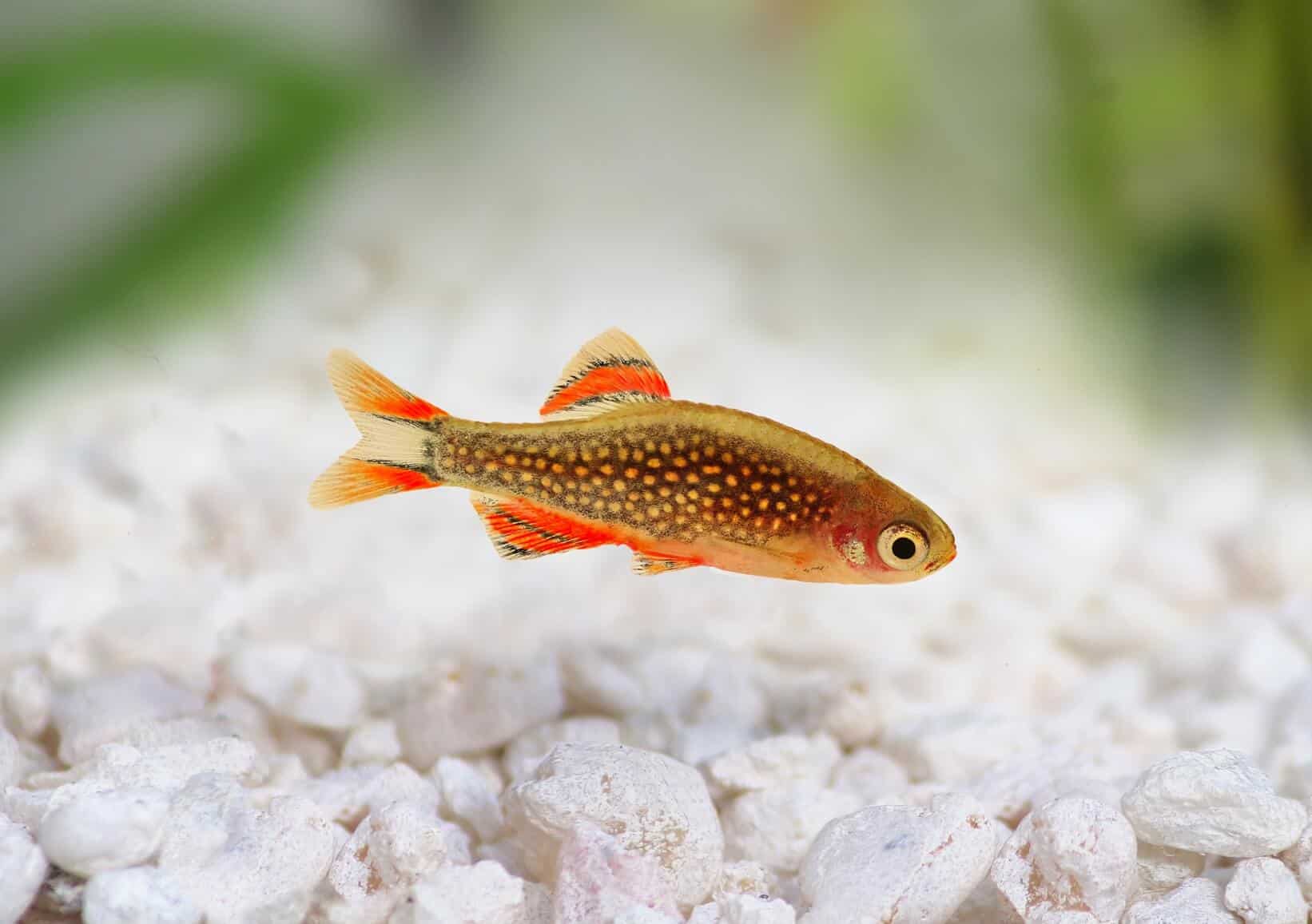 White Cloud Minnow - Flip Aquatics