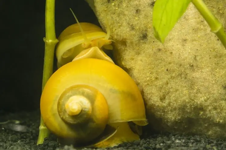 two mystery snails near a rock