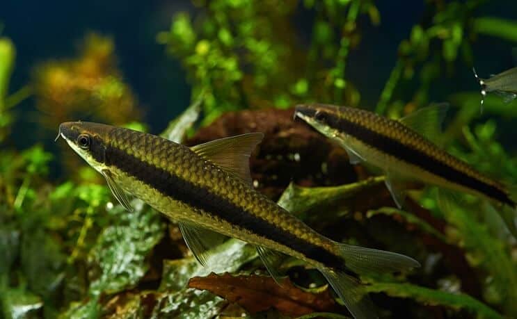 Two Siamese Algae Eaters