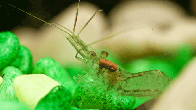 What Do Ghost Shrimp Eat? Complete Guide to Feeding Ghost Shrimp