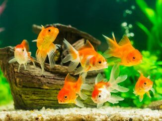 What Do Goldfish Eat? Complete Guide to Feeding Your Pet Goldfish Banner