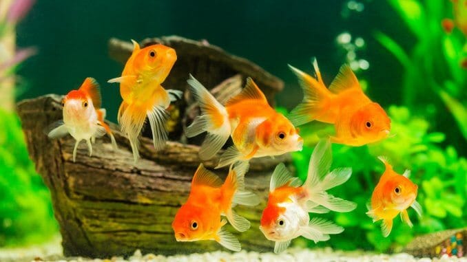 What Do Goldfish Eat? Complete Guide to Feeding Your Pet Goldfish Banner