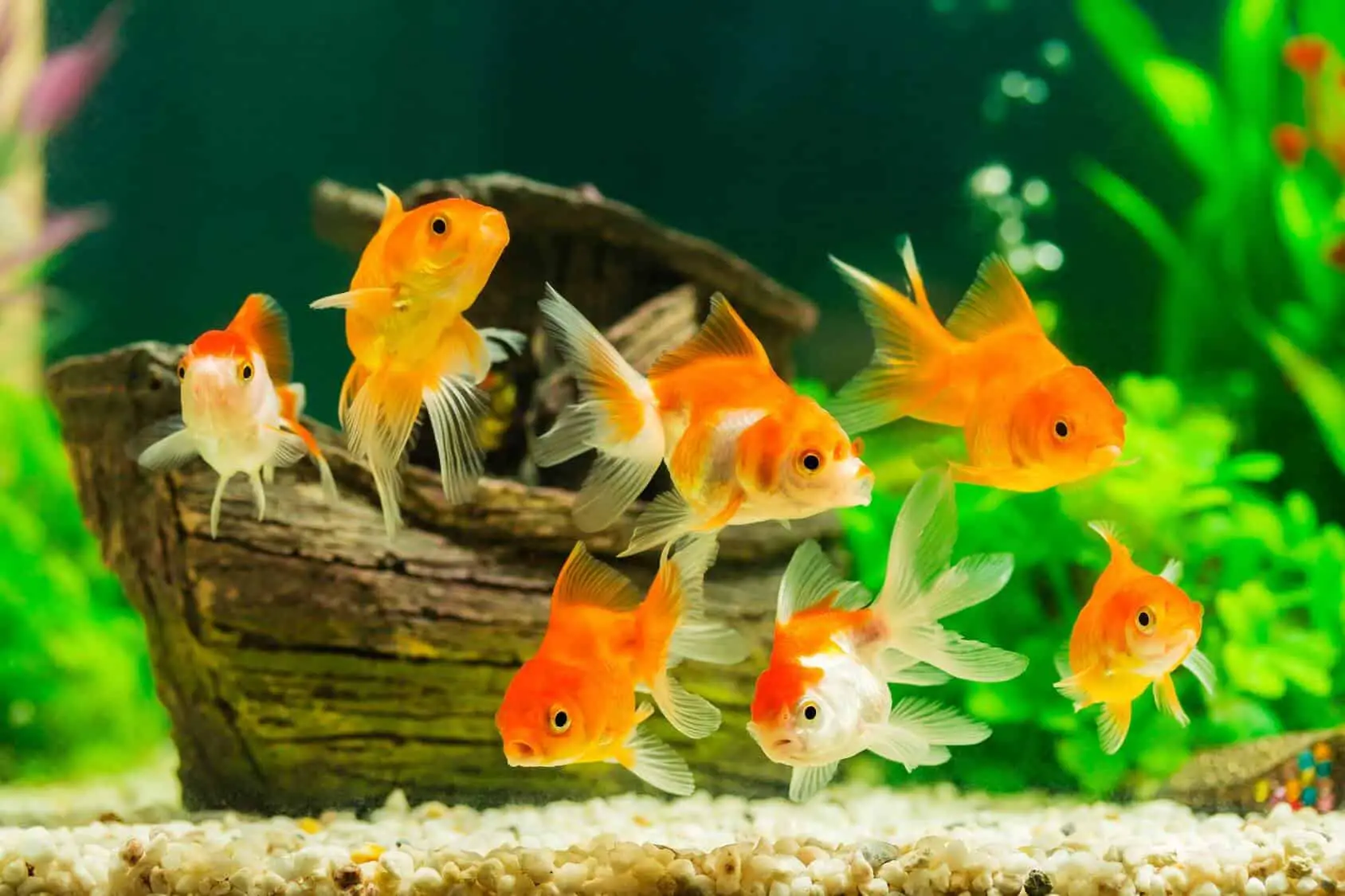 What Do Goldfish Eat? Complete Guide to Feeding Your Pet Goldfish -  Fishkeeping World