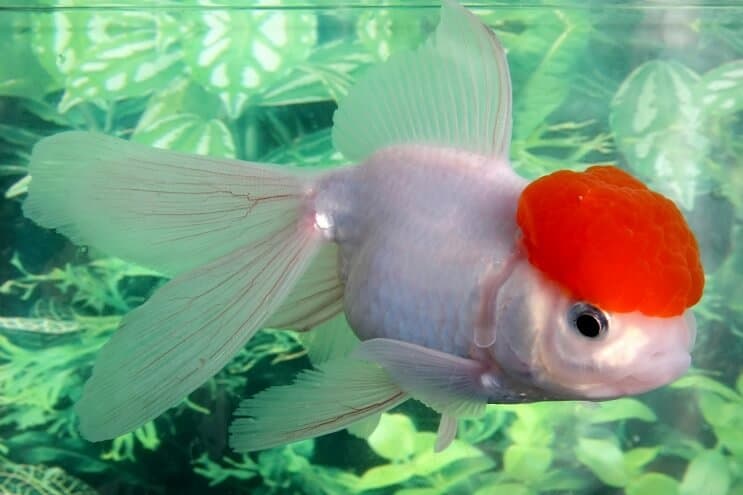 White Lionhead Goldfish