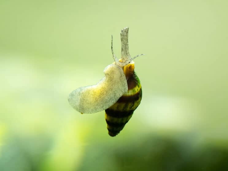 Assassin snail baby size