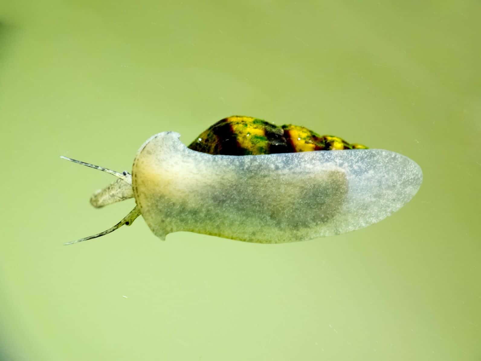 Assassin Snail: Care, Breeding, Size, Diet & More | Fishkeeping World