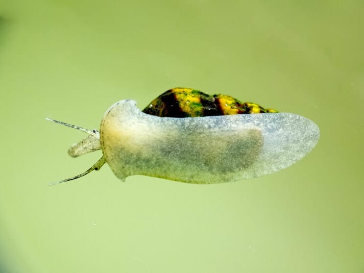 Assassin snail feeding