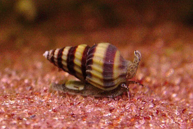 Assassin snail full size