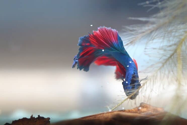 Male Betta Collecting Eggs