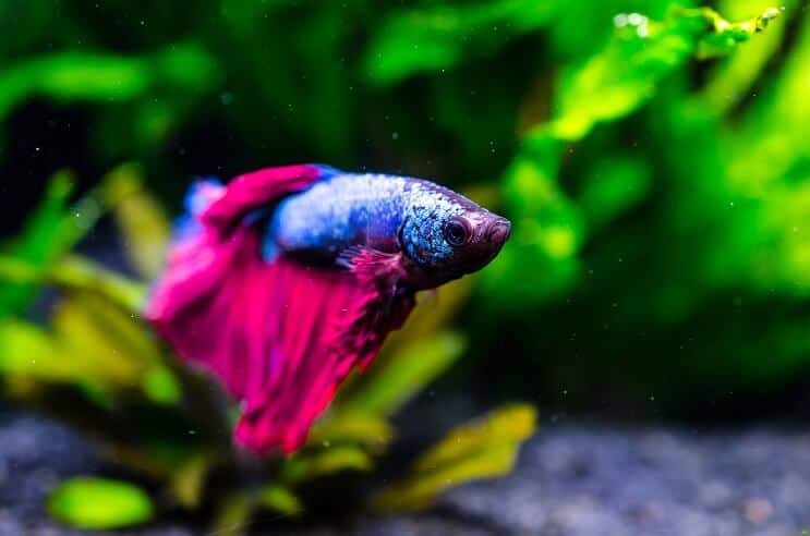 Betta Fish swimming in planted tank