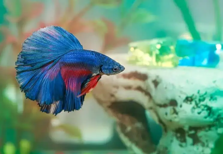Betta fish swimming in decorated aquarium