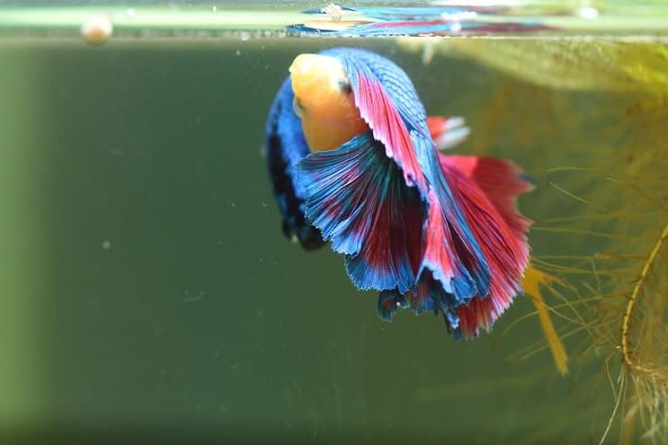 Breeding Betta Fish: From Selecting a 