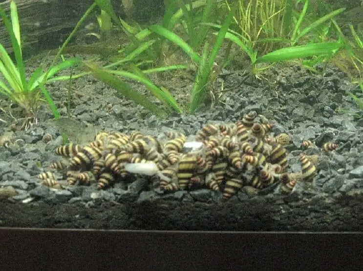 Assassin snail breeding, eggs, babies, and reproduction