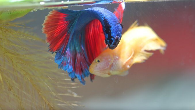 Breeding Betta Fish Banner