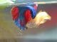 Breeding Betta Fish Banner