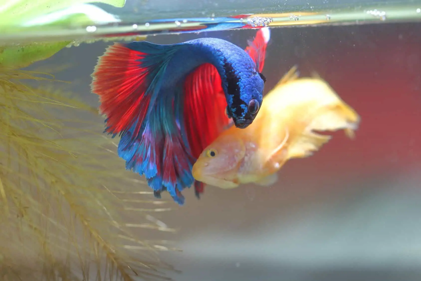 Breeding Betta Fish: From Selecting a Pair to Raising the ...