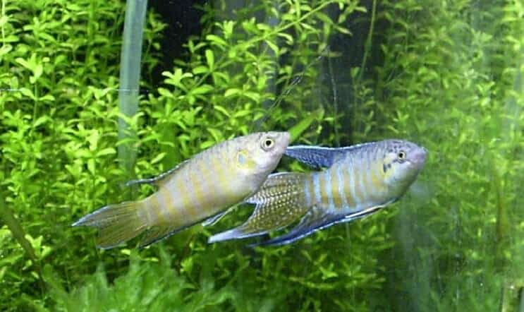 Breeding Paradise Fish