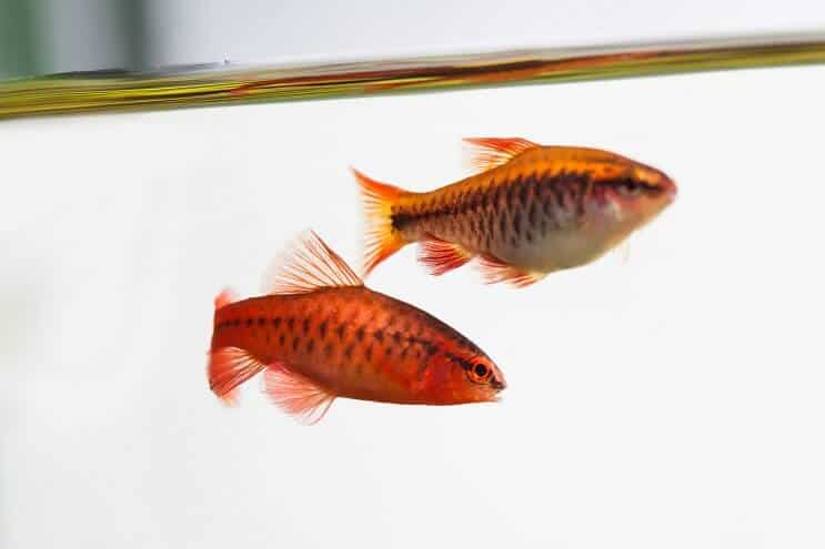 Pair of cherry barbs swimming together