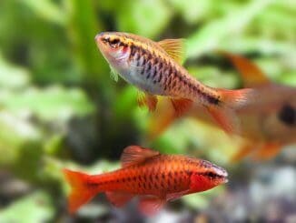 Cherry Barb Fish Complete Guide (Care, Tank Mates, Breeding and More) Banner