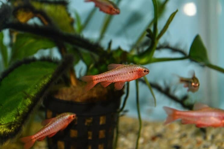 juvenile cherry barbs in a planted tank