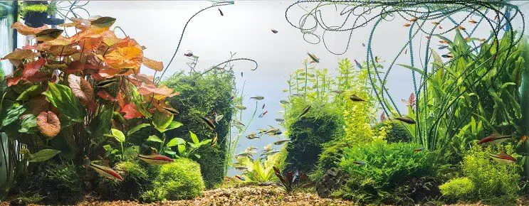 cherry barbs swimming in a planted tank