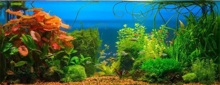 Cherry Barb Tanks Compagnons