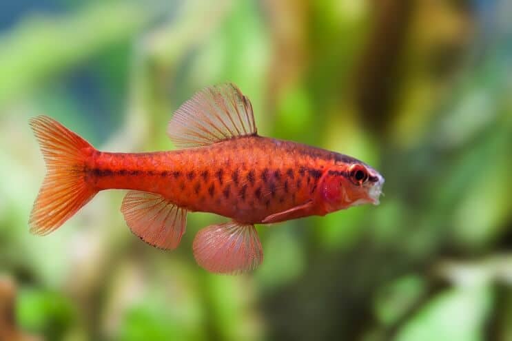 Cherry barb swimming in a planted tank