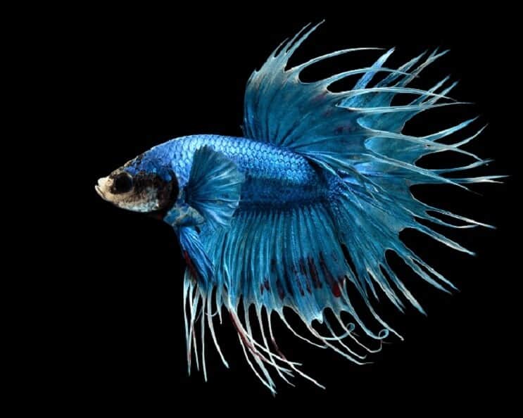 A majestic crowntail betta