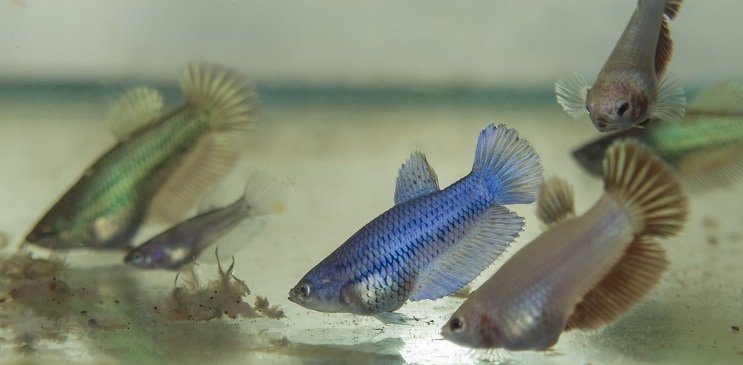 betta fish feeding fry