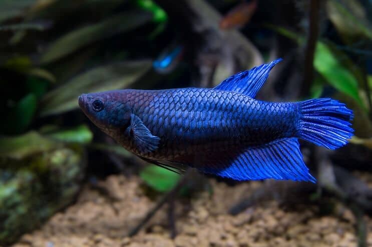 female betta swimming in planted aquarium