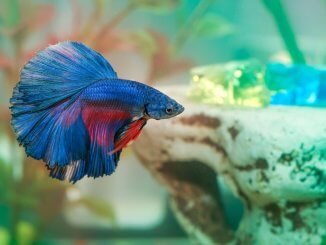 How Long Do Betta Fish Live? 5 Tips to Increase Their Lifespan Banner